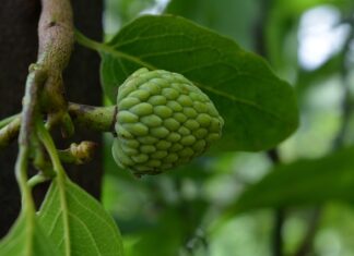 Jak się je cherimoya?